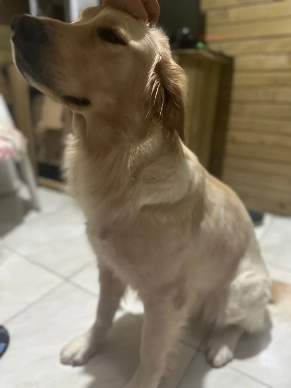 Golden Retriever - Foto 6