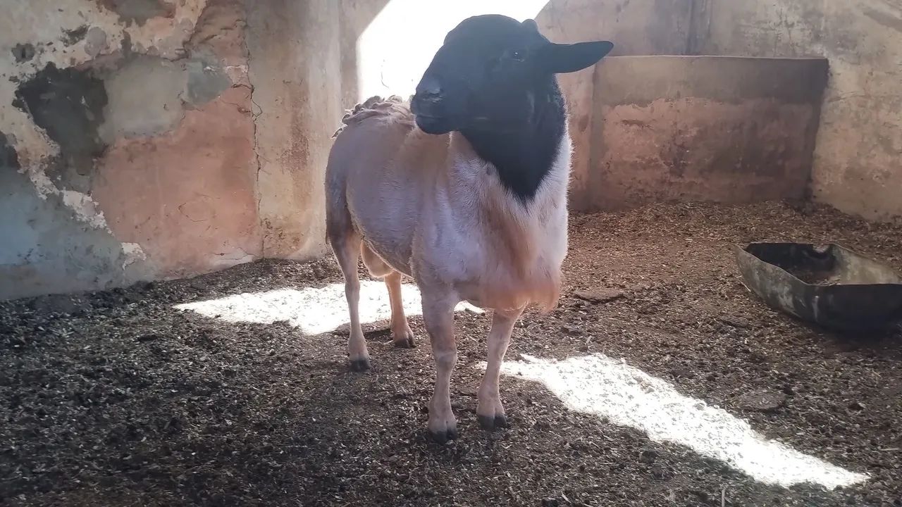 Carneiro dorper - Foto 3