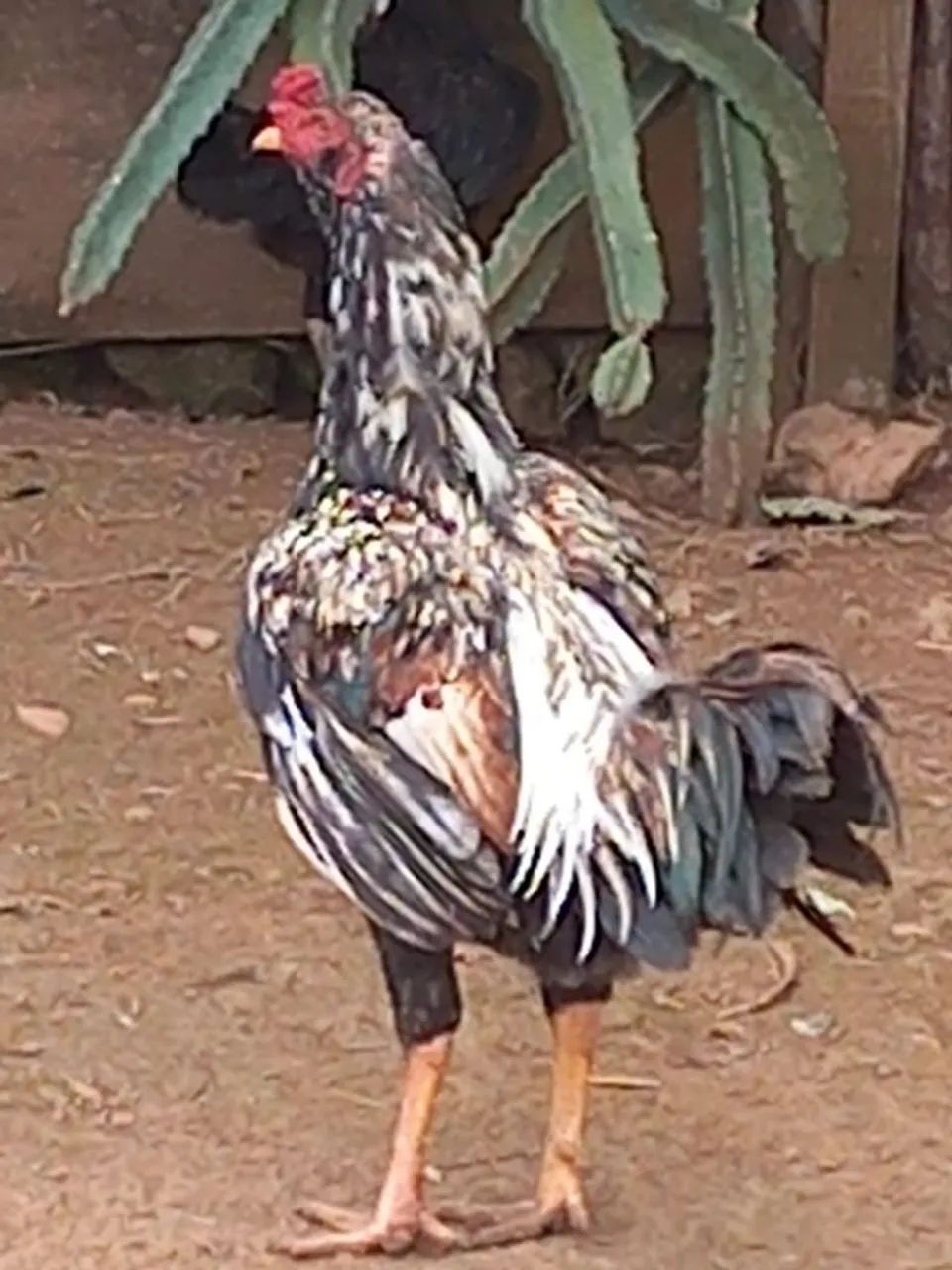 Frangos caipira macho  - Foto 6