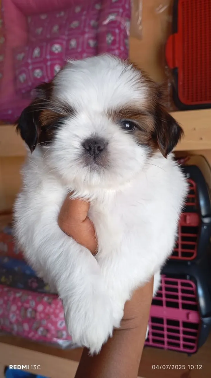 Filhote Shih Tzu fofo e adorável