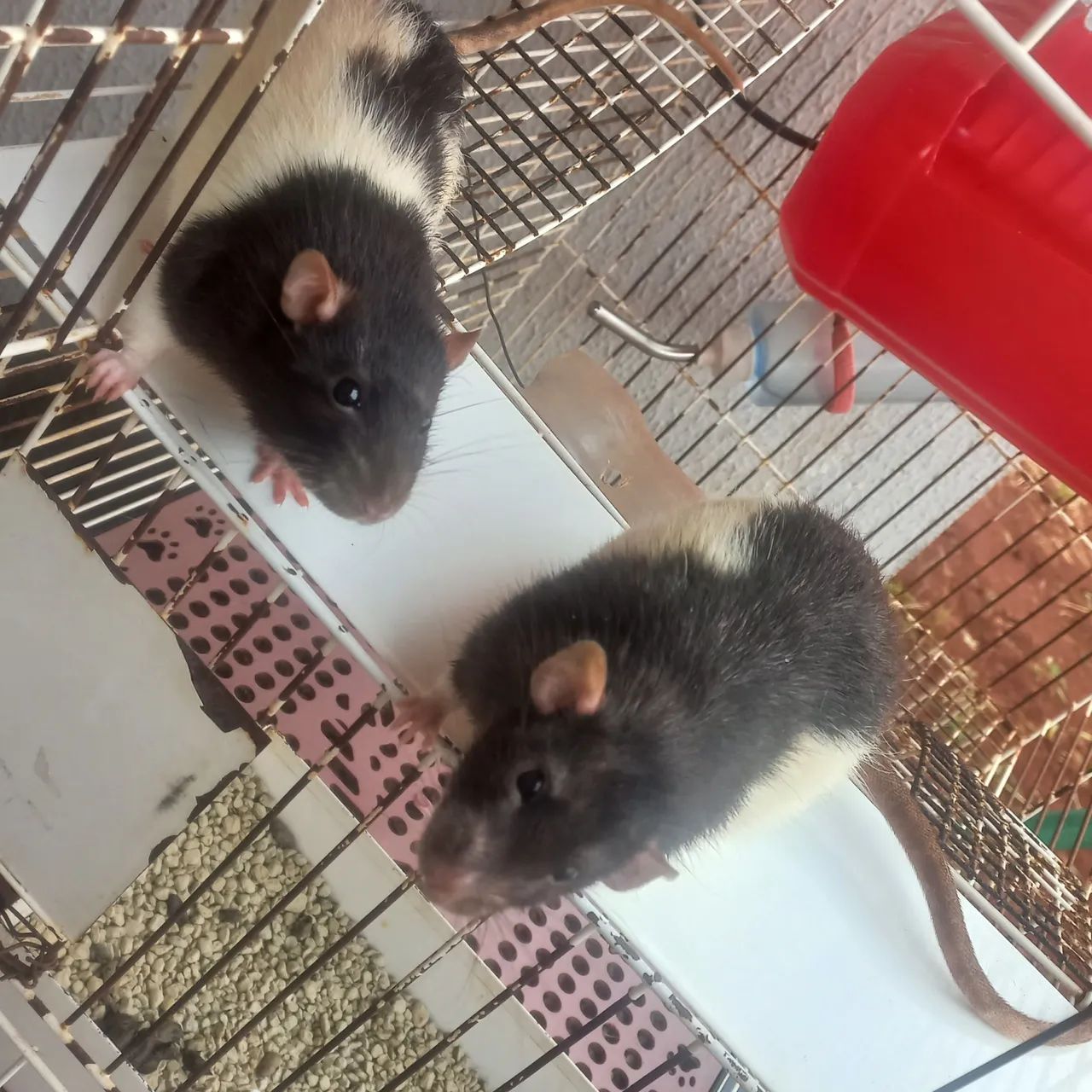 Dois ratos fofinhos para adoção