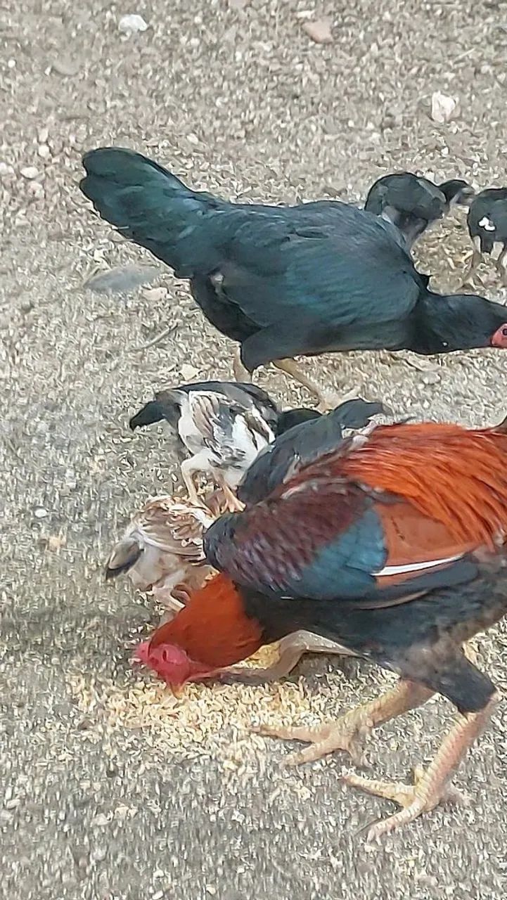 Galinhas e franguinhas  - Foto 2