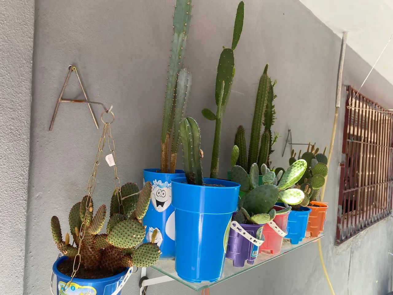 Desapego de 11 cactos  - Foto 5