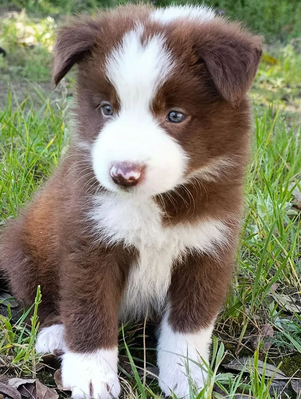 Border Collie  - Foto 2