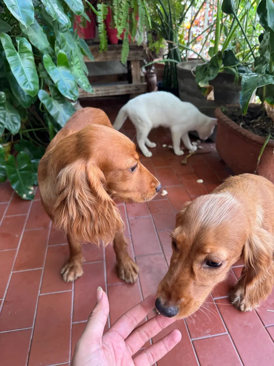 Cocker spaniel inglês  - Foto 4
