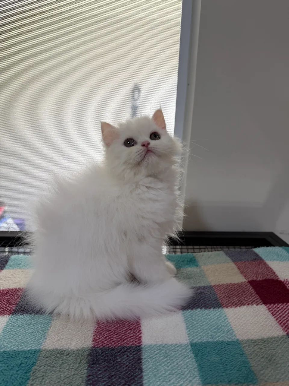 Gatos persa disponível  - Foto 4
