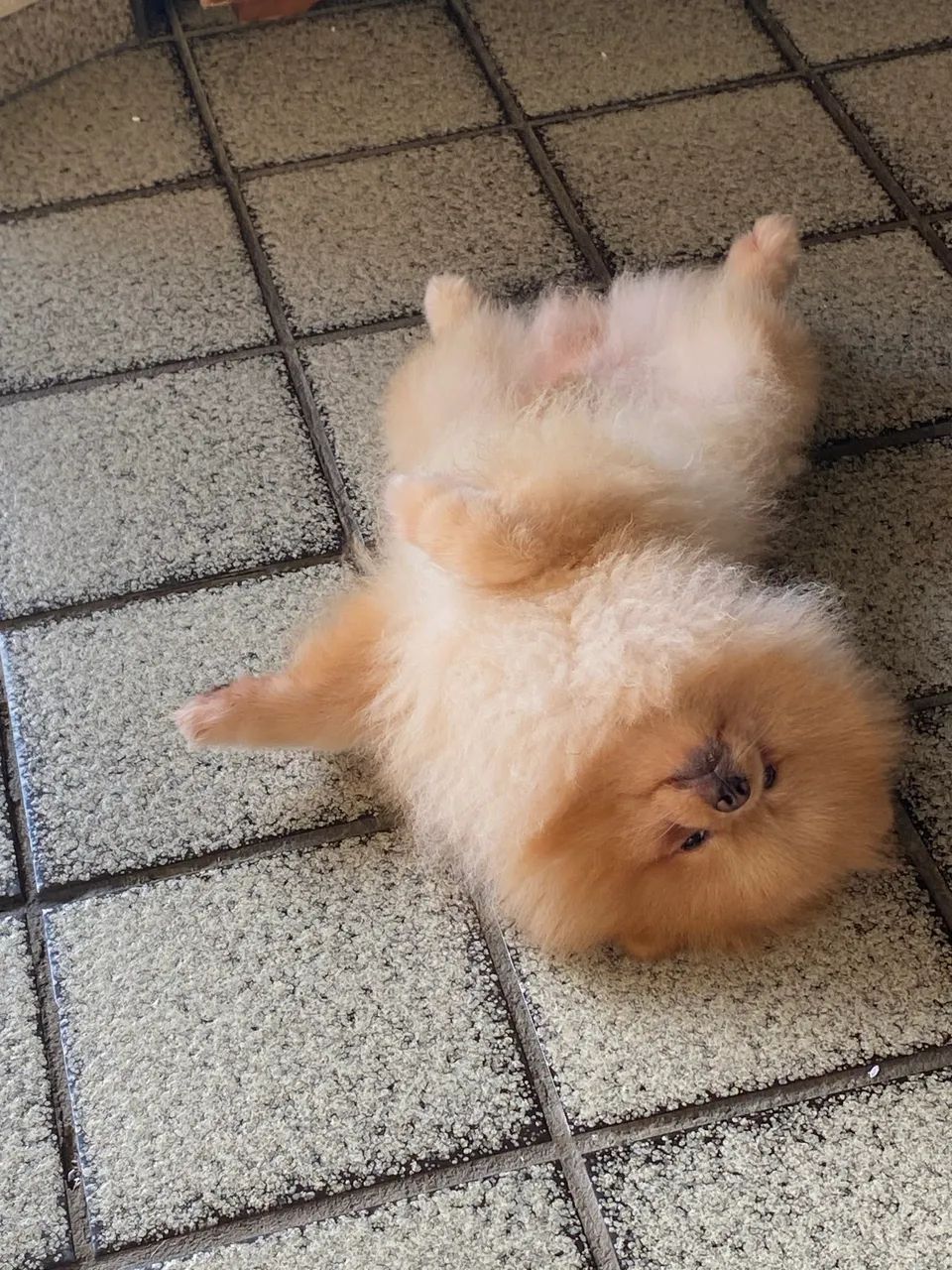 Cachorro