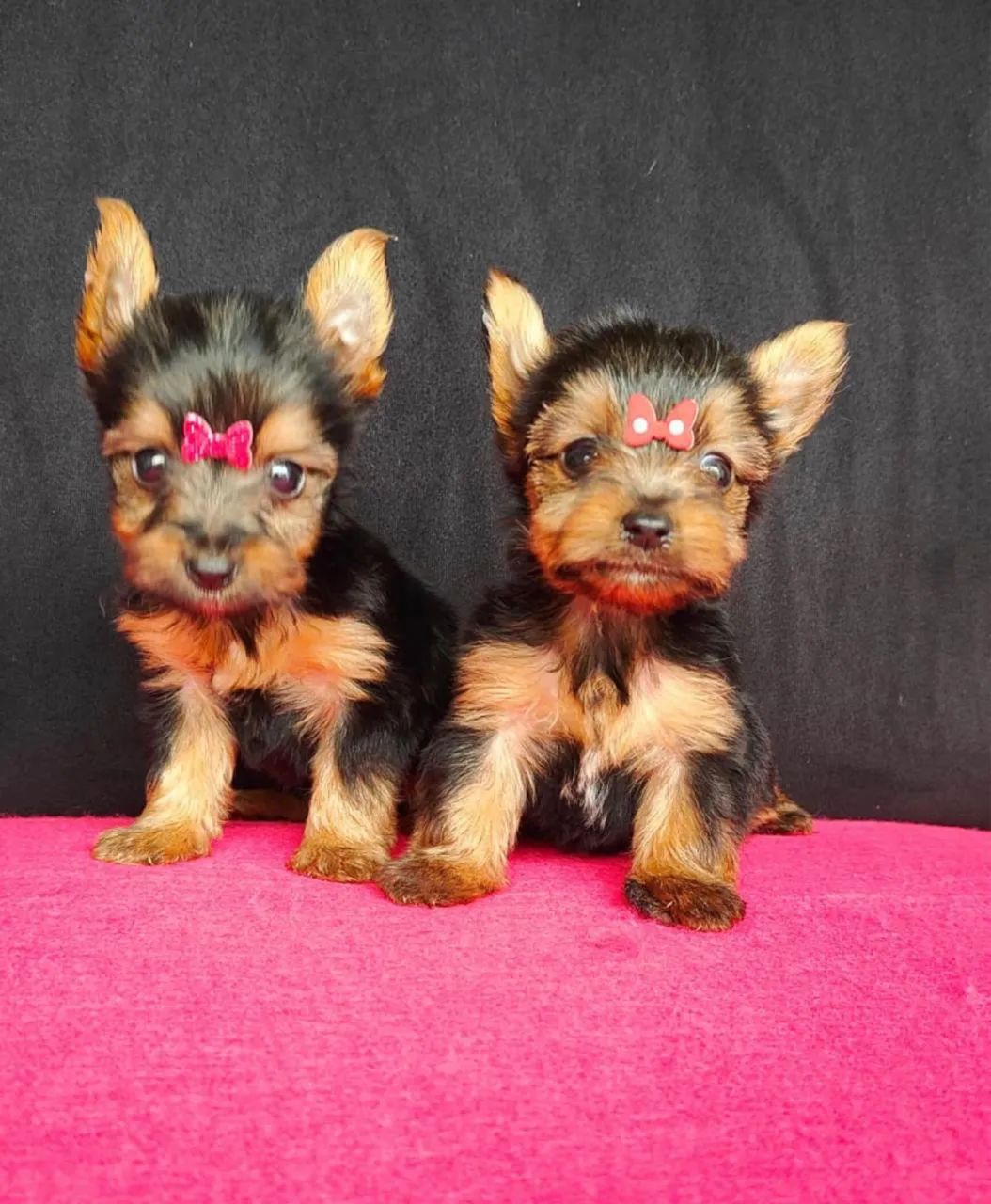 Yorkshire Terrier Cheio de Personalidade