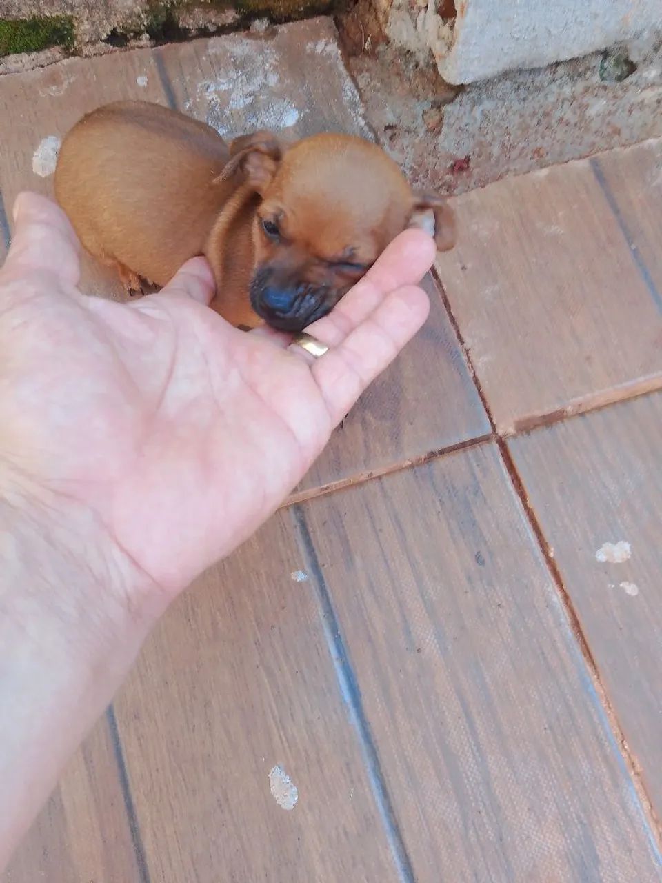 Pincher 