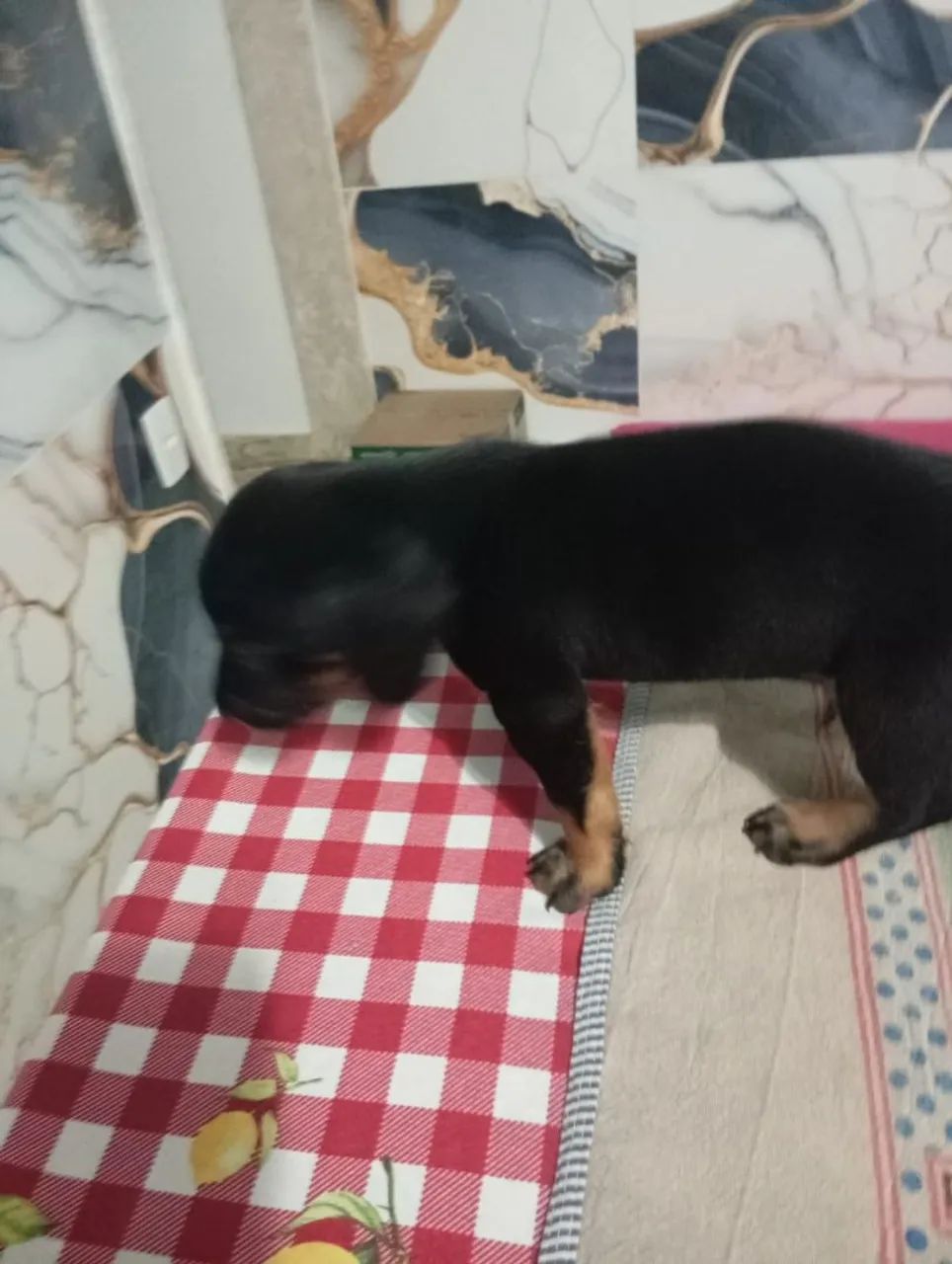 Danchaund salsicha  - Foto 2