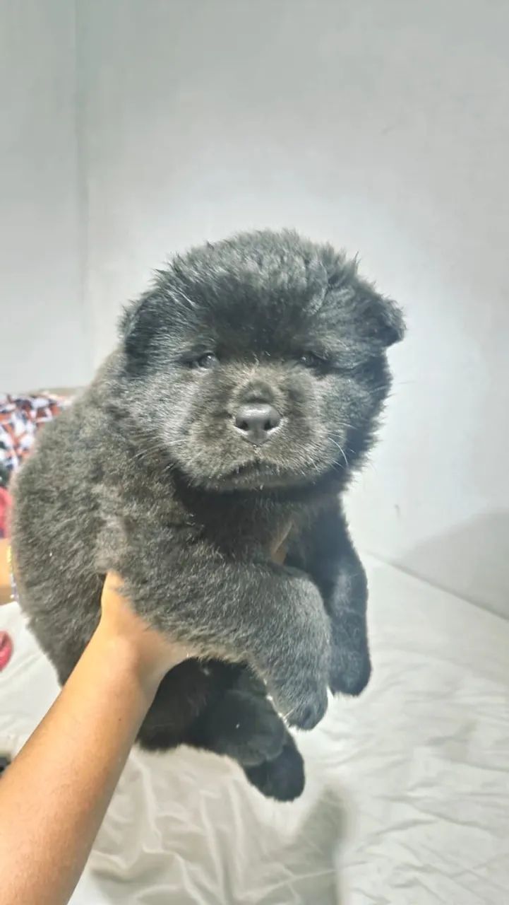 Vendo filhote da raça Chow Chow  - Foto 2