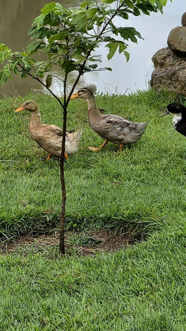 Marreco pompom jovem - Foto 2