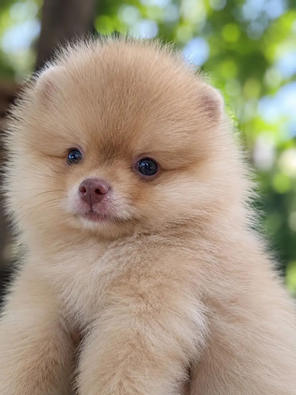 Spitz alemão macho 