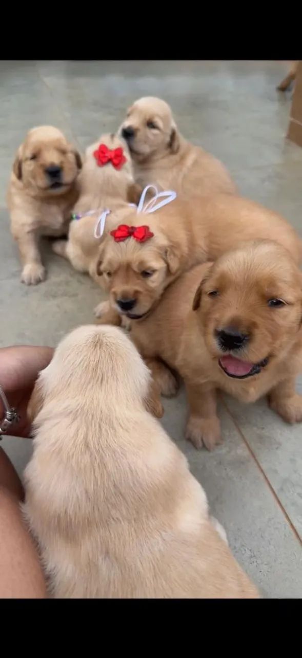 GOLDEN RETRIEVER AVENDA!  - Foto 5
