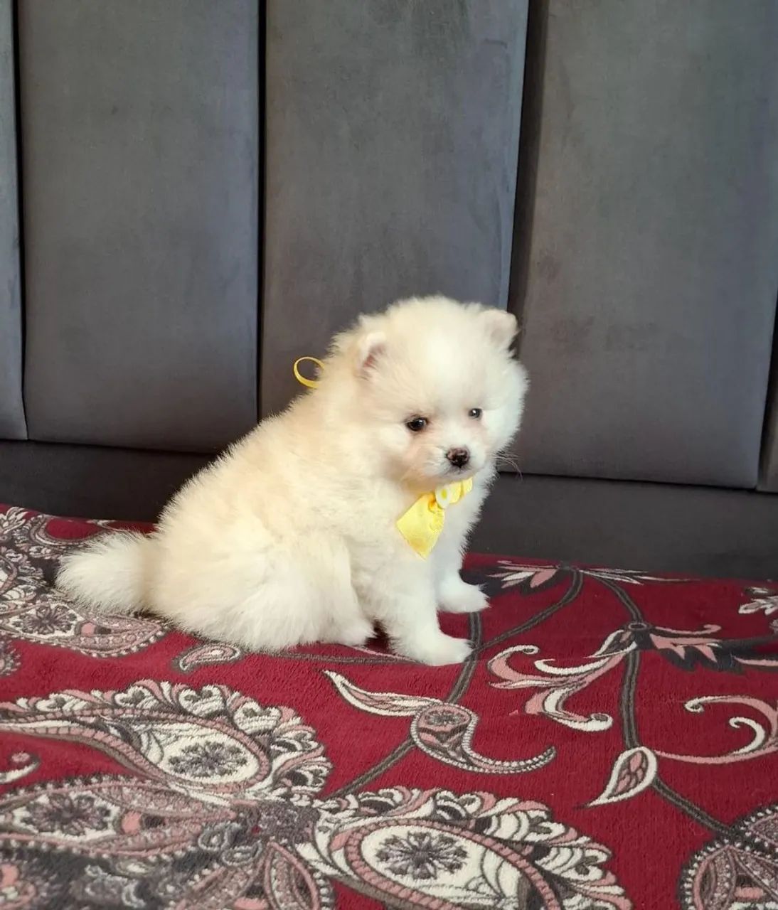 Spitz alemão filhote  - Foto 2