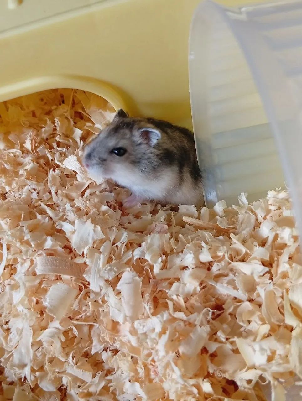 Hamster  - Foto 2
