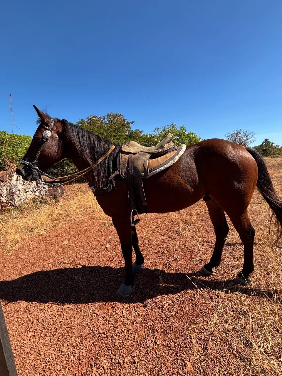 Cavalo direita a venda - Foto 5