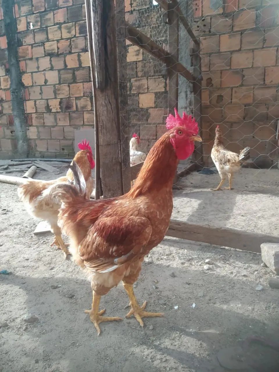 Galinha de capoeira  - Foto 2