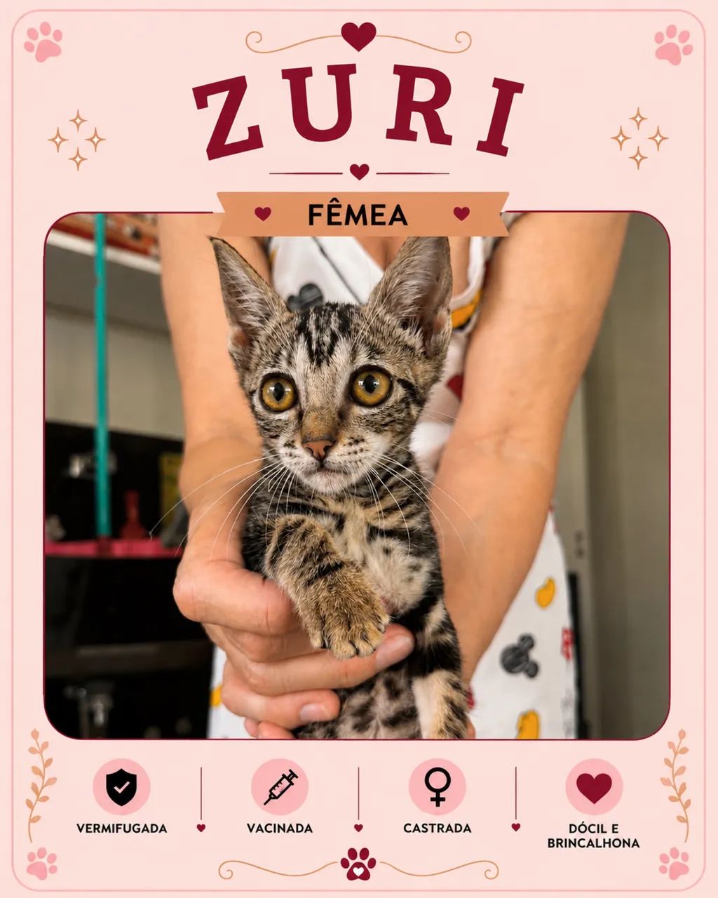 Gata para adoção  - Foto 2