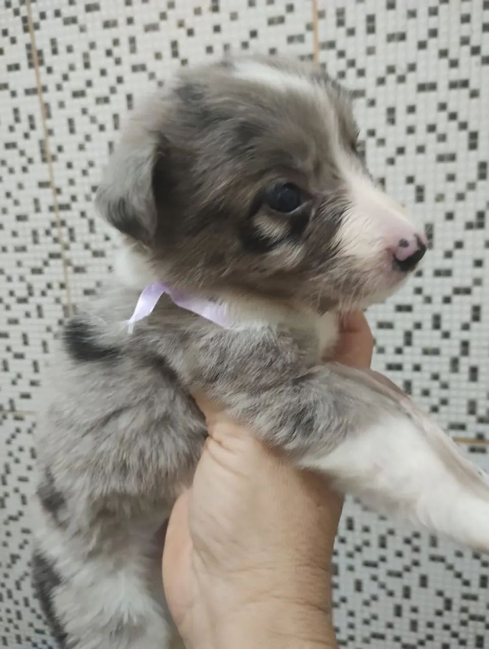 Bordie collie  - Foto 2