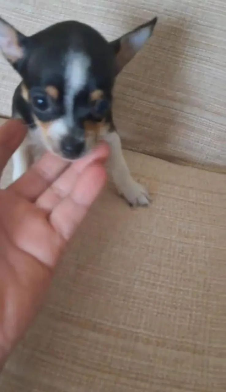 Pinscher branca e preta miniatura 