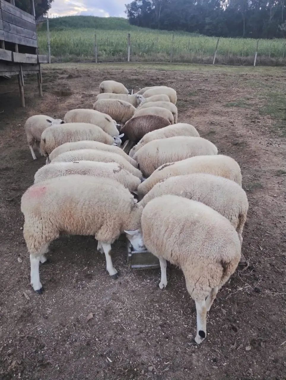 Ovelhas 
