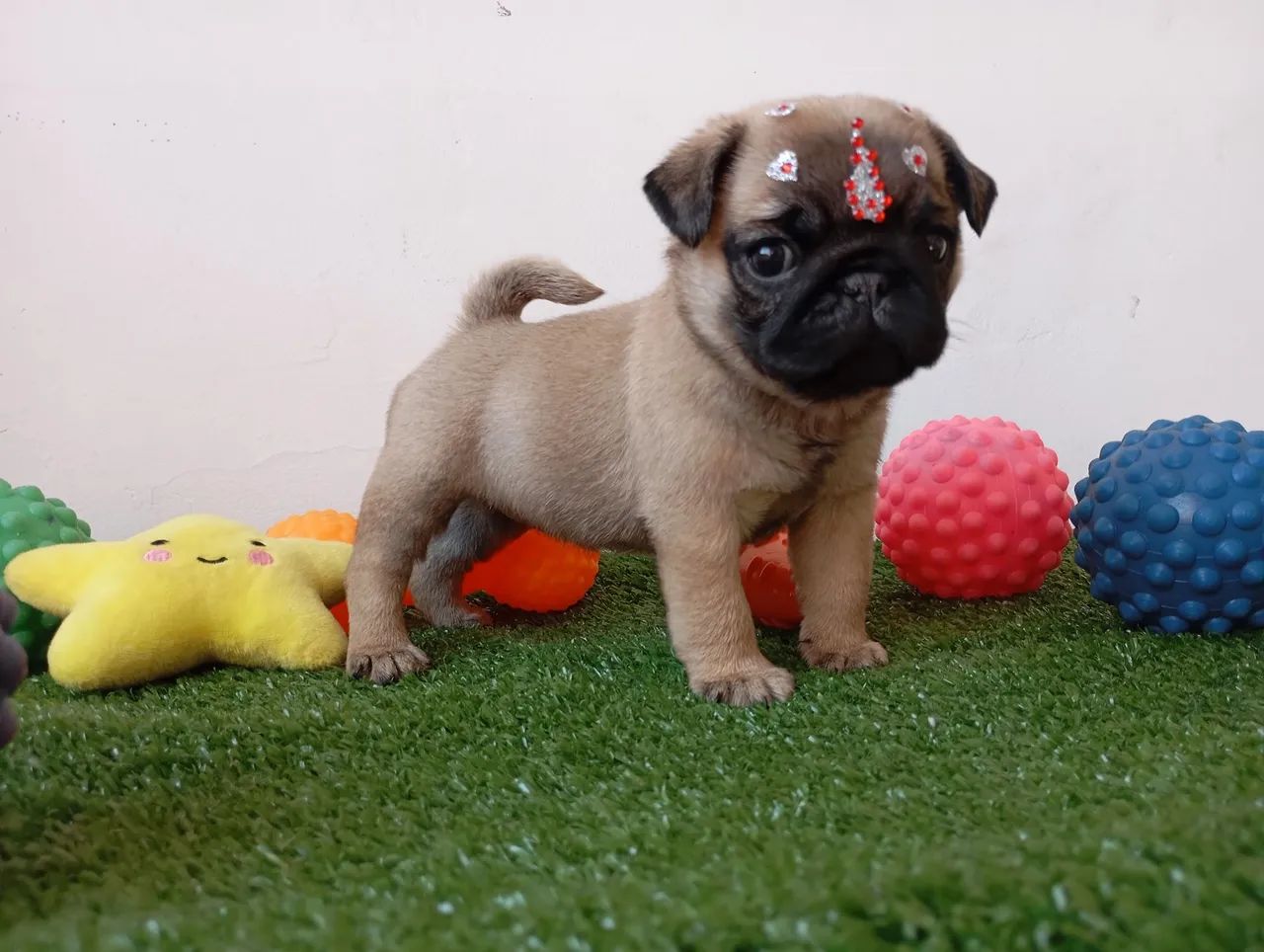 Filhotes de Pug disponíveis  - Foto 2