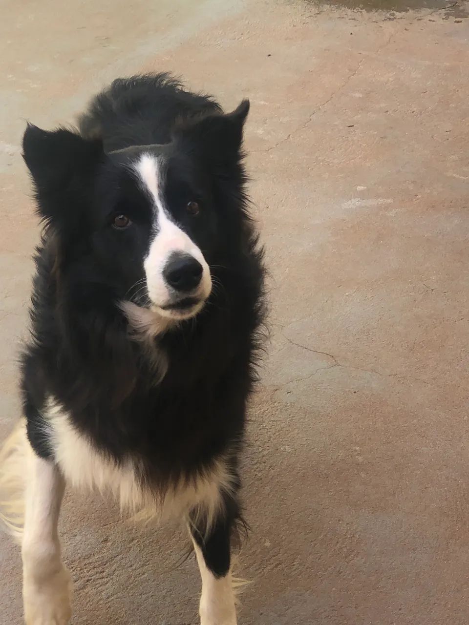 Border Collie macho - Foto 2