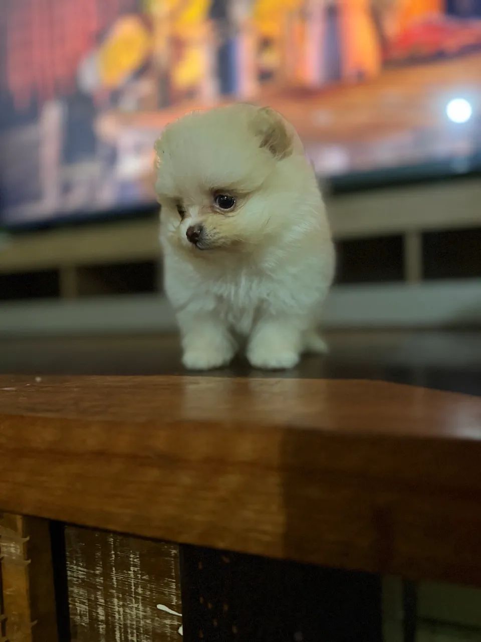 Spitz alemão  - Foto 2
