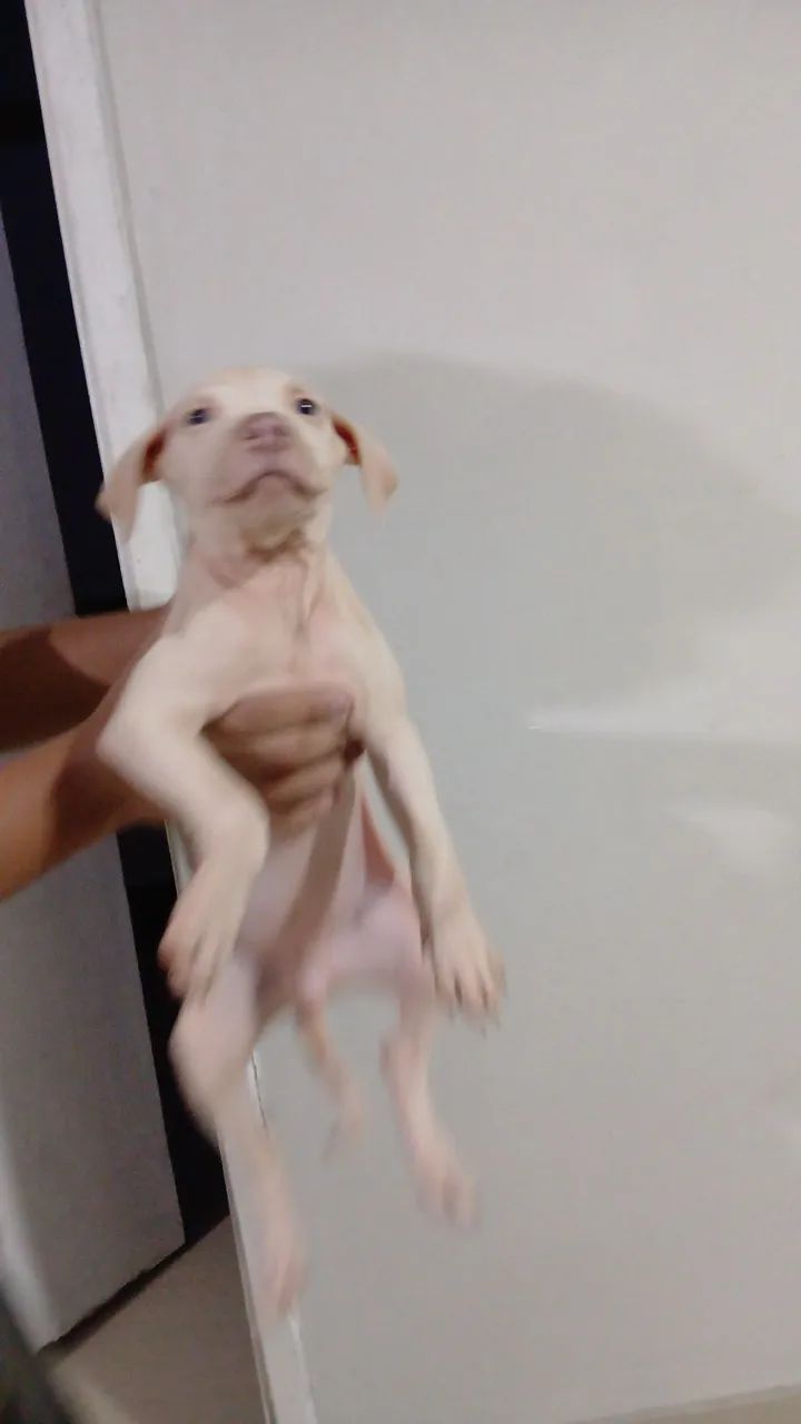 Filhotes  de pitbul  - Foto 3
