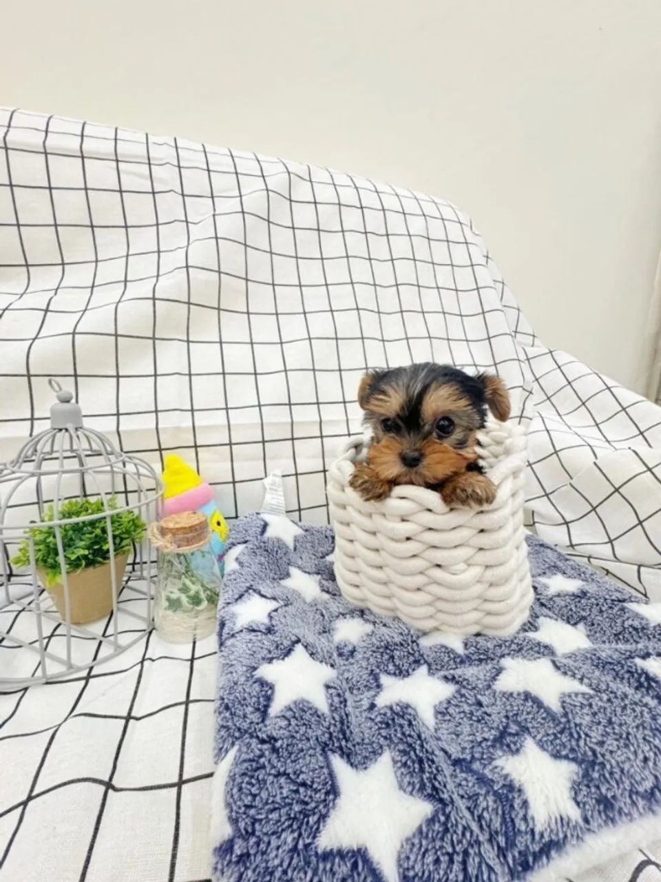 Baby yorkshire com temperamento dócil e brincalhão