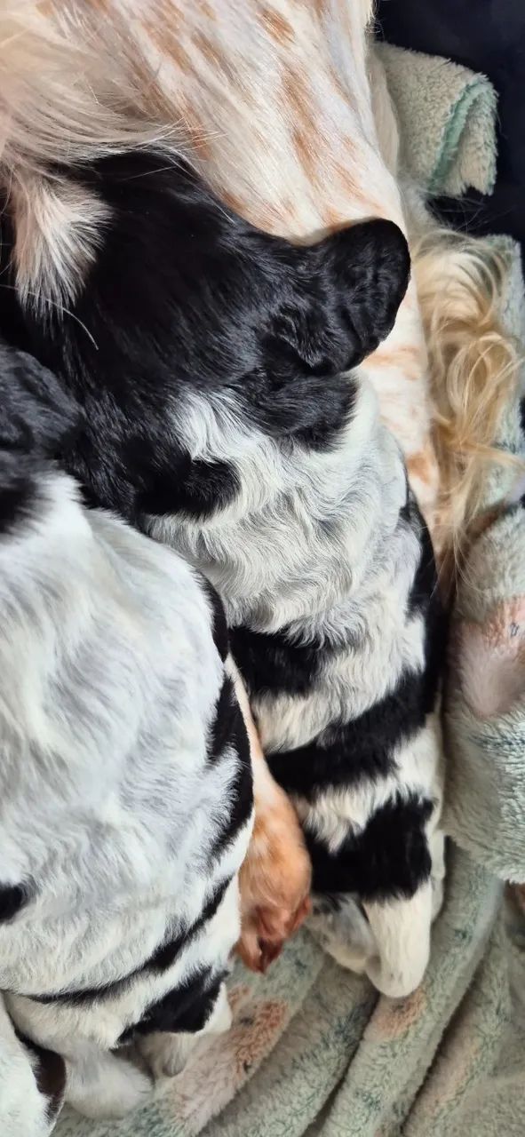 Cocker spaniel _Filhotes machos - Foto 4