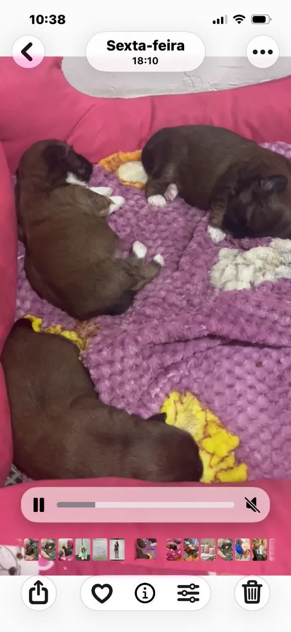 Cachorros 