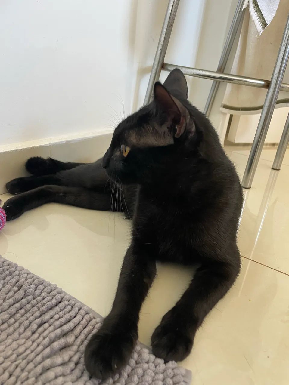 Doação responsável - Gatinho Preto - Foto 2