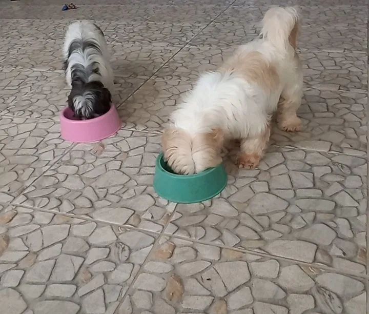 Hotelzinho Pet - Foto 3