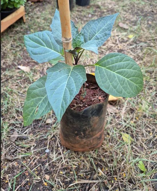 Sementes da Flor Trombeta de Anjo Rôxa e Branca - Foto 2