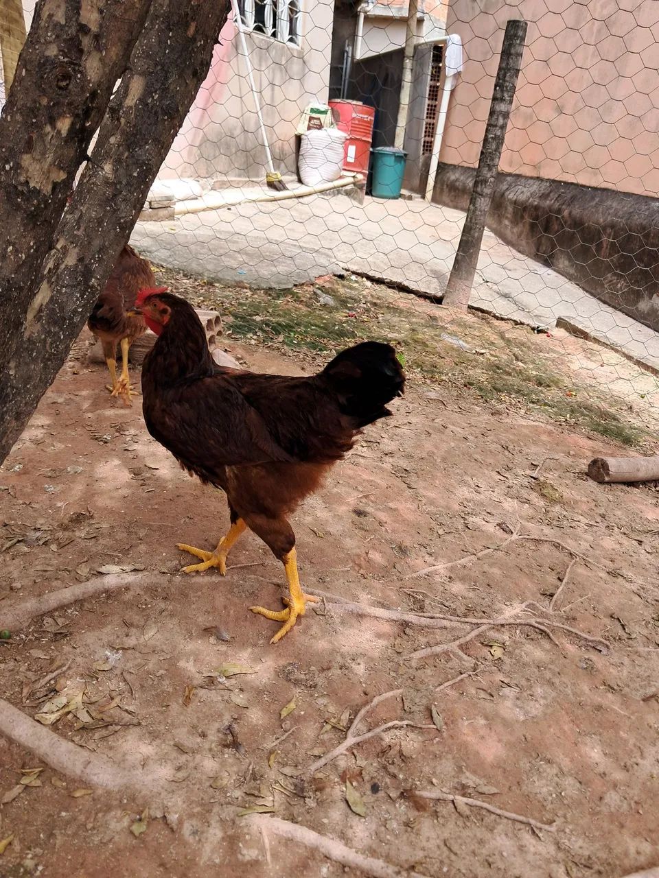 Frango Rhode - Foto 3