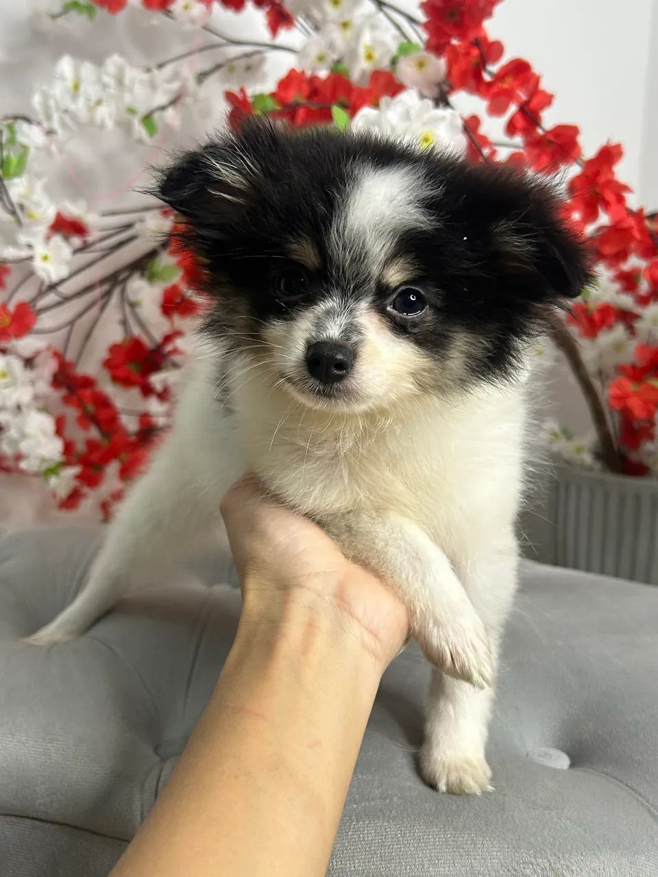 Spitz alemão macho  - Foto 4