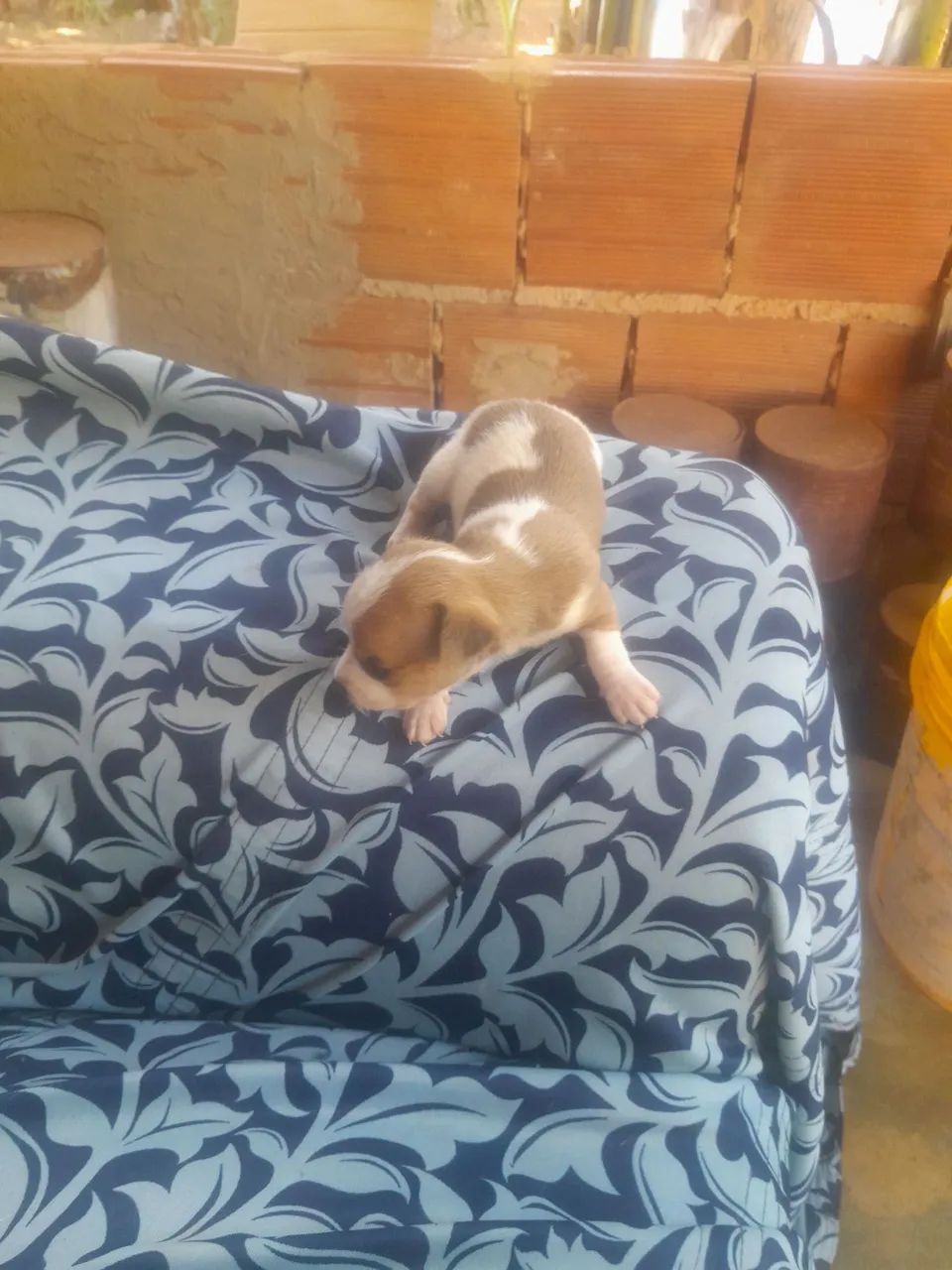 Cachorro  - Foto 4