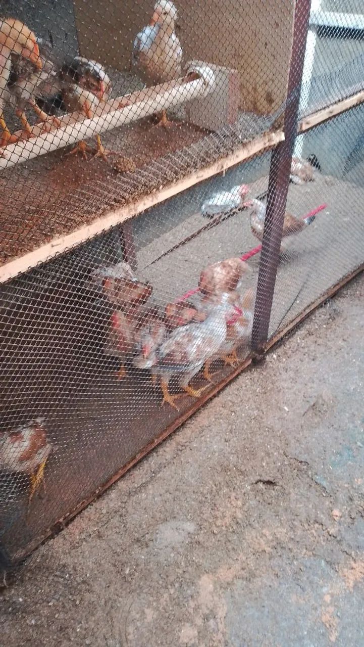 Pra vender logo e barato  - Foto 3