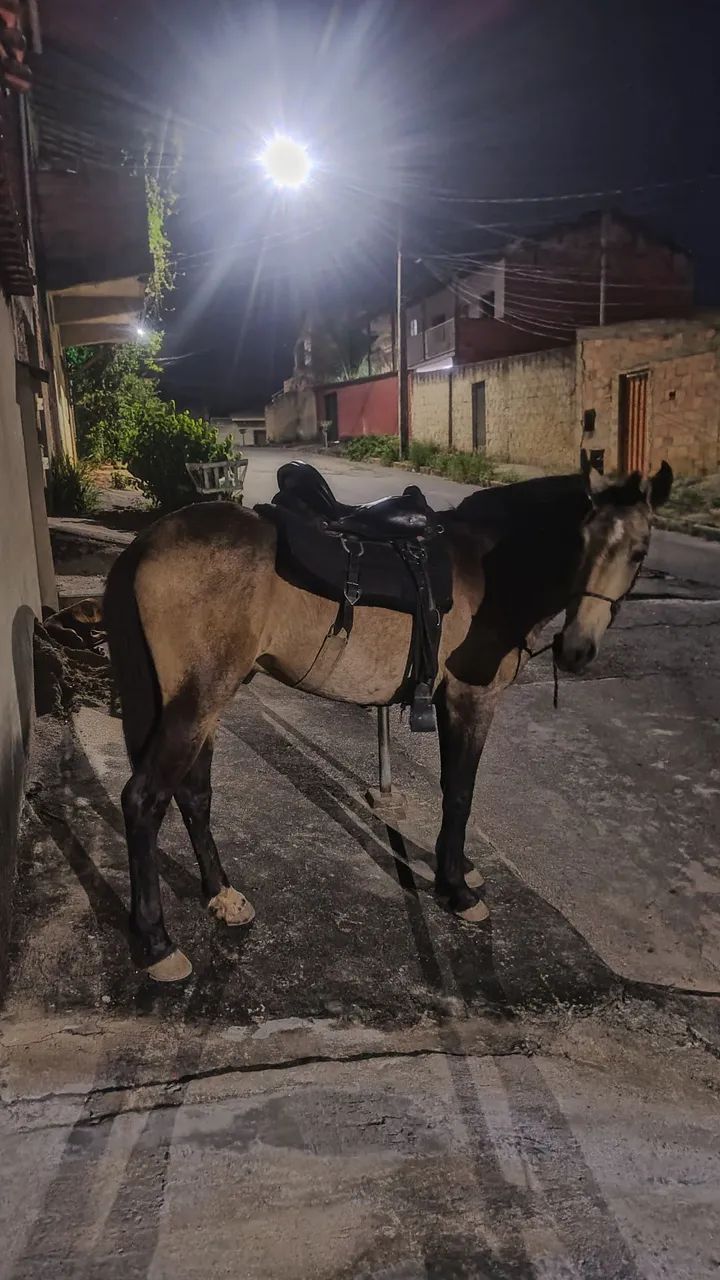 Cavalo macho capado em treinamento, manso e aceita ser montado, 4anos ou menos - Foto 4