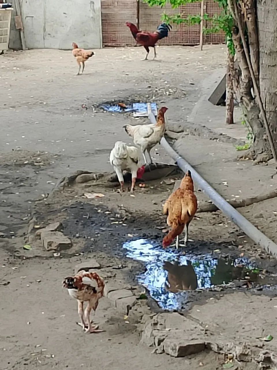 Galinhas caipiras - Foto 2