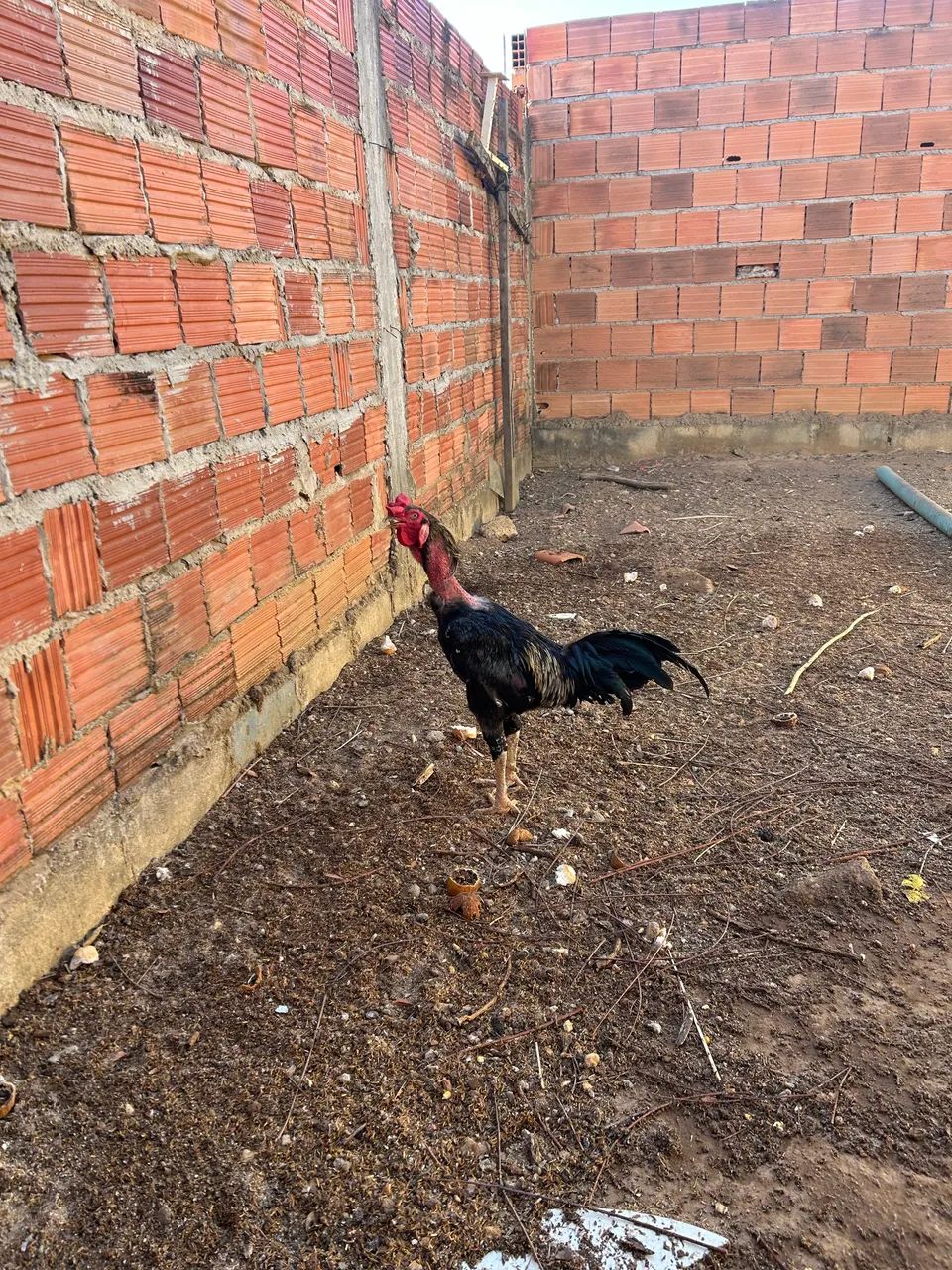 Vendo galo - Foto 3