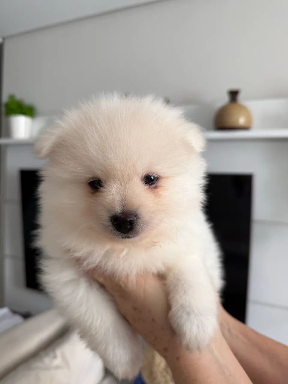 Filhotes de Spitz Alemão - Foto 3