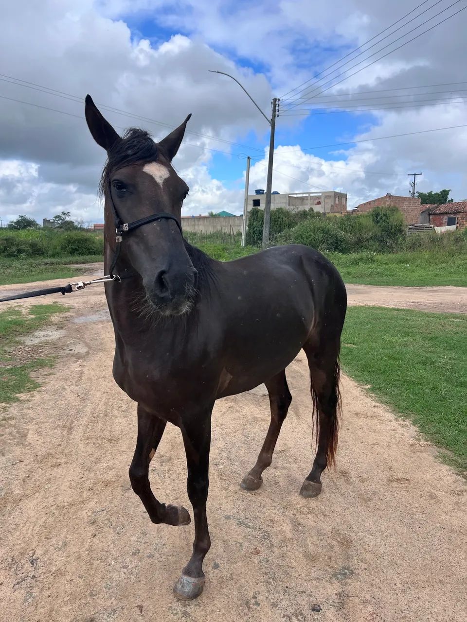 Vende-se Cavalo (4 anos)  - Foto 4
