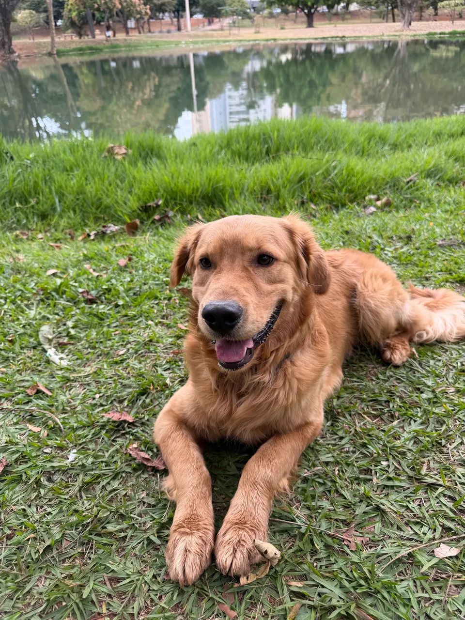 Cobertura (Golden Retriever) - Foto 4
