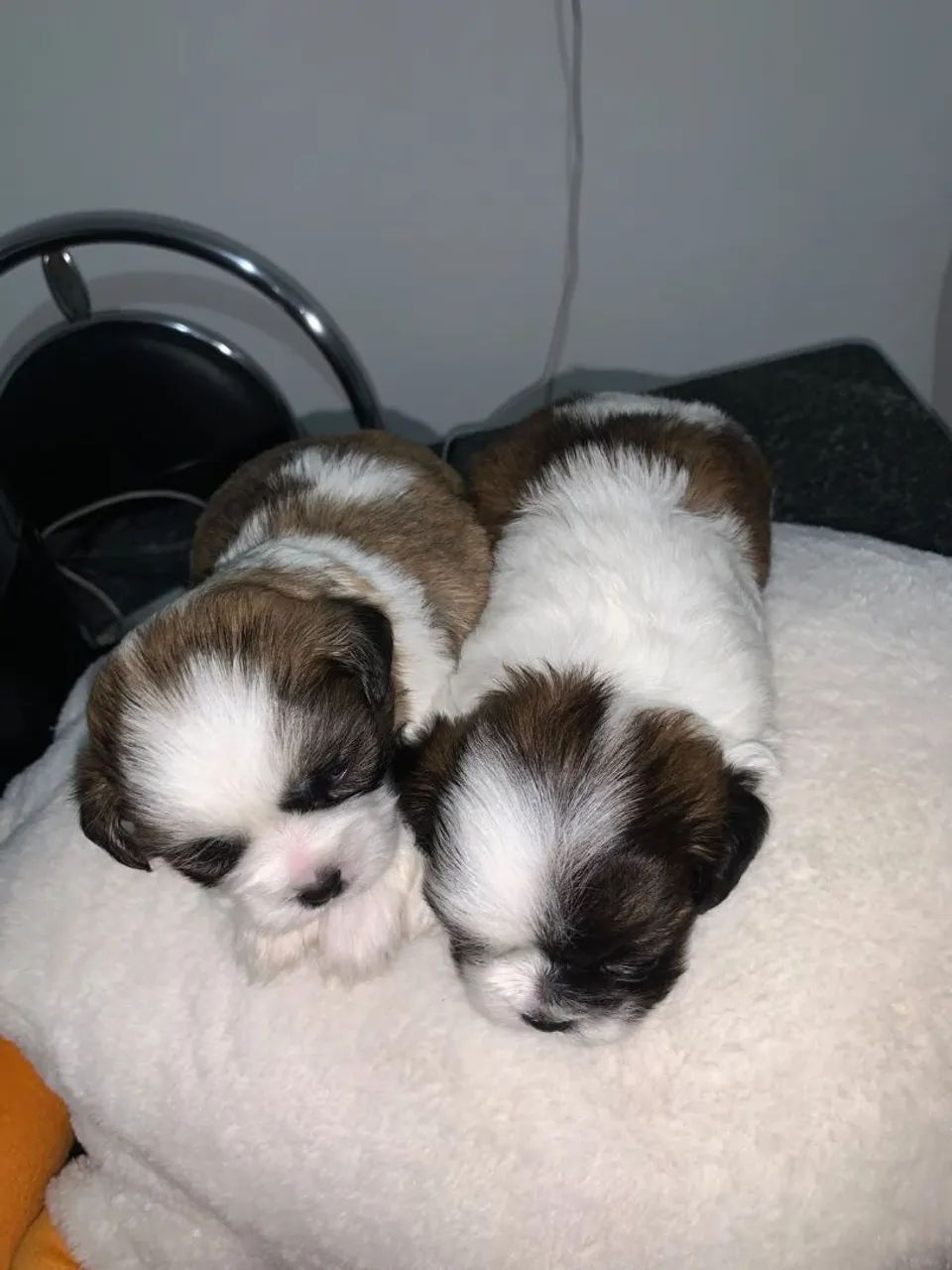 Lhasa Apso Filhotes - Foto 3