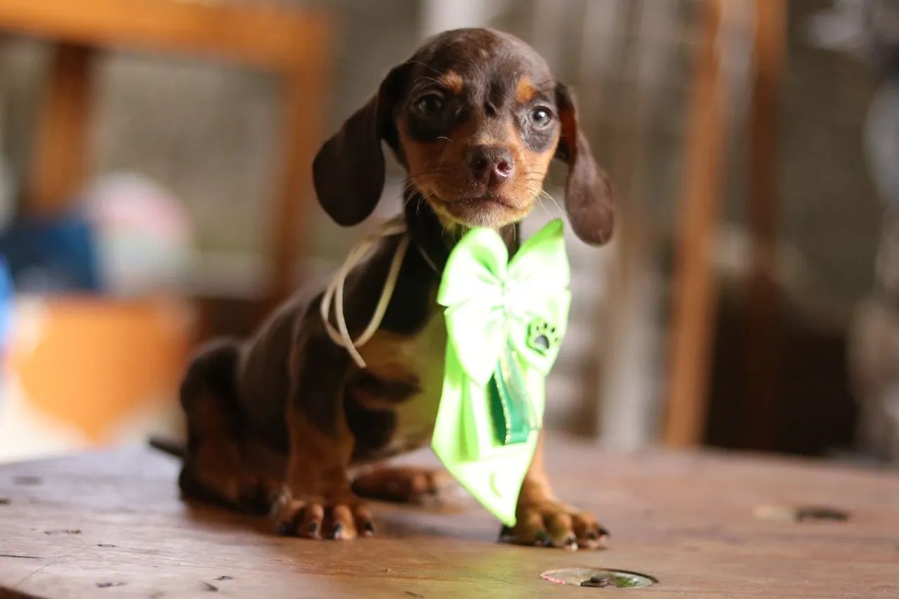 Dachshund PARCELAMOS *** - Foto 3