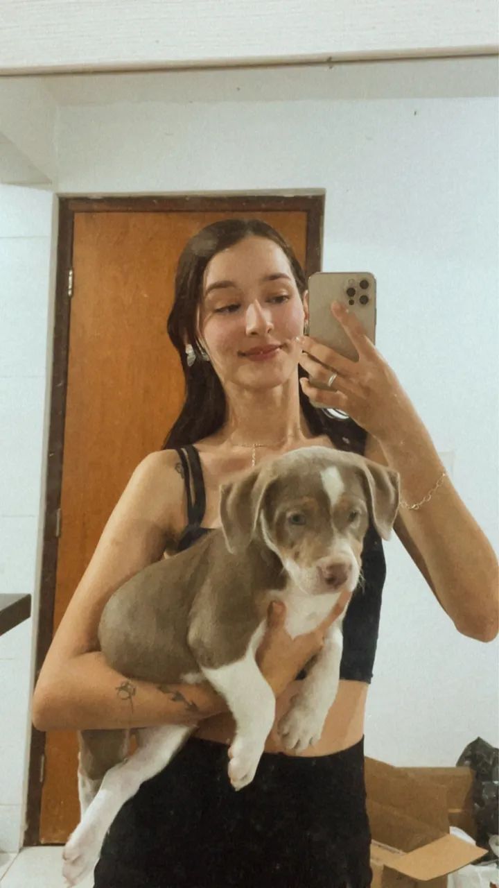 Filhote de Pitbull macho  - Foto 4