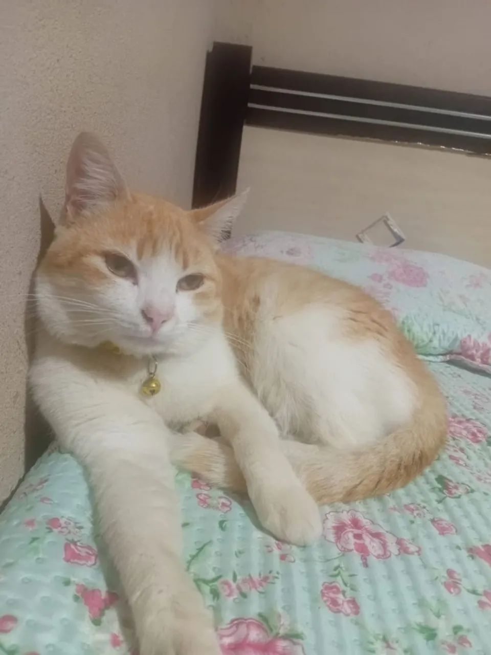 Doação gato Macho - Foto 2